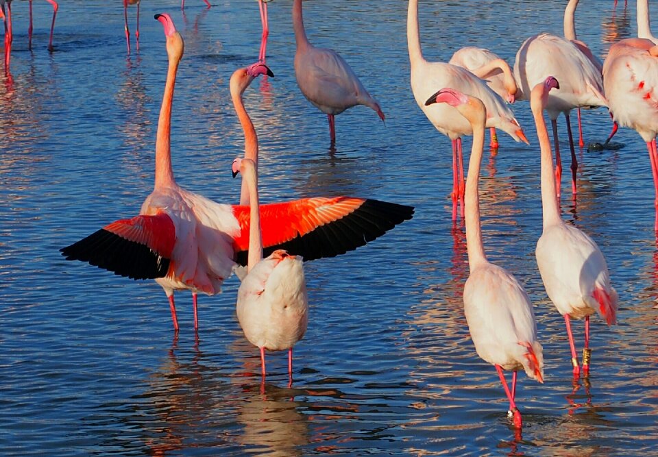 Birds plumage nature