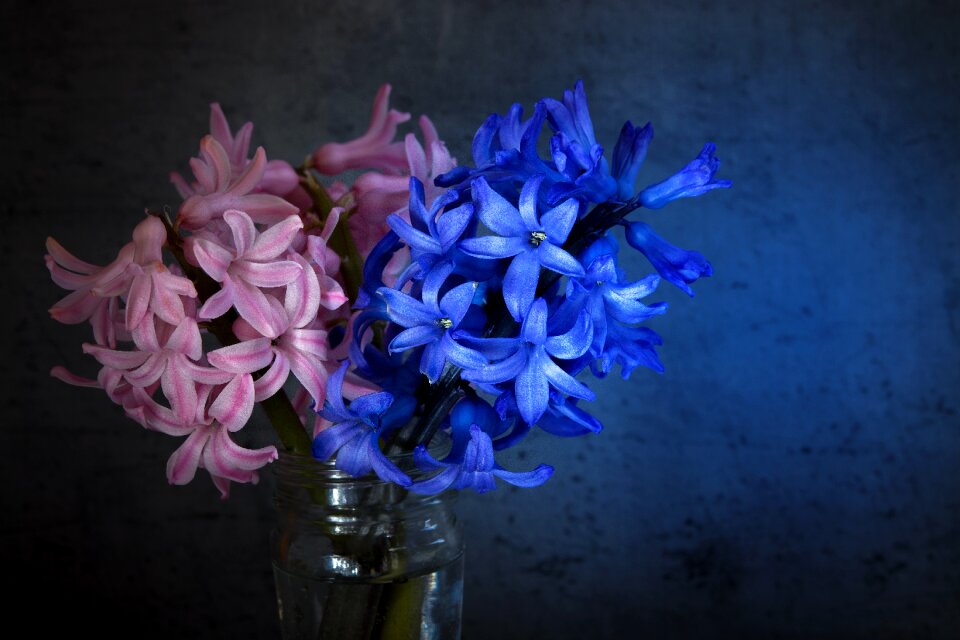 Pink small flowers fragrant flower photo