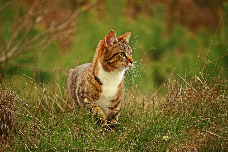 Mackerel tabby domestic cat grass