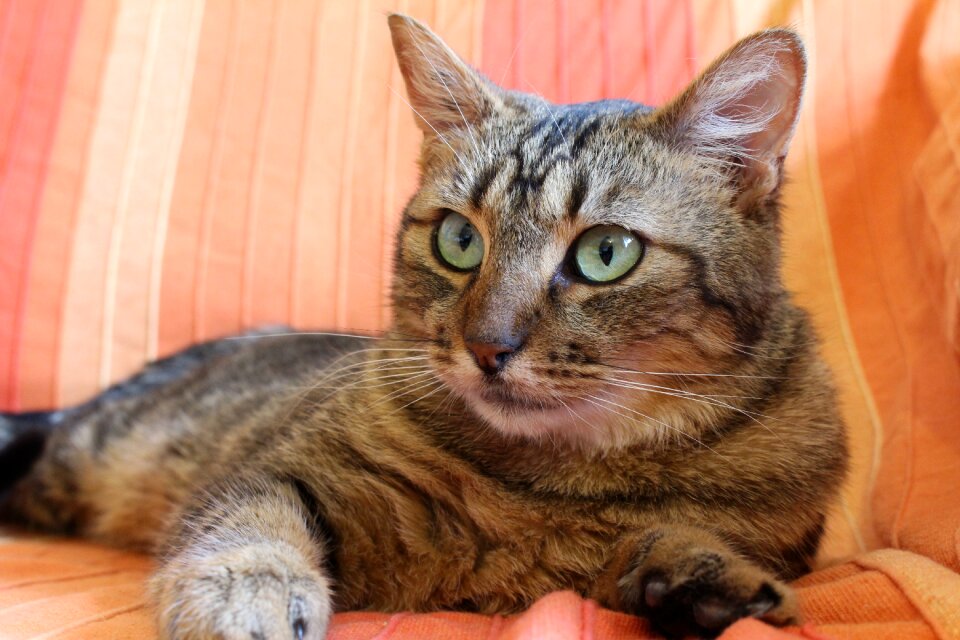 Tabby cat green cat eyes cat lying
