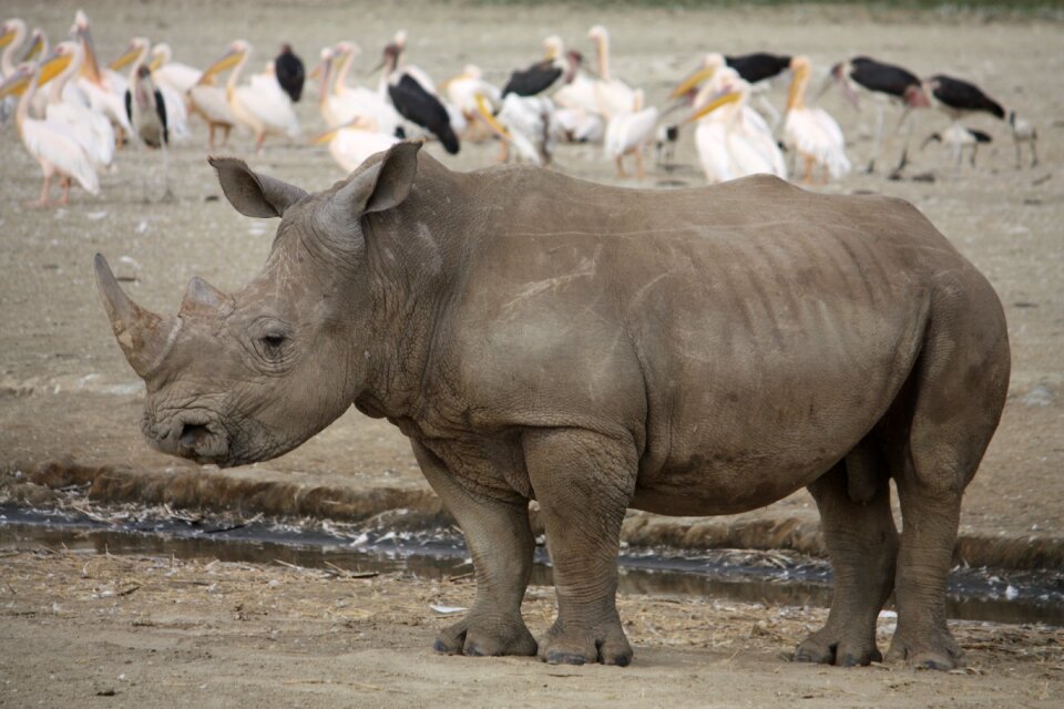 Rhinoceros animal big
