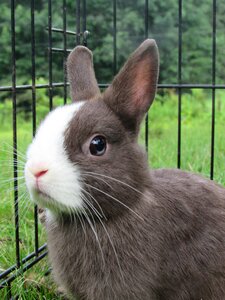 Netherlands dwarf cute adorable