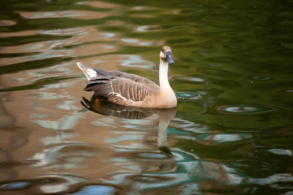 Anser cygnoides squad anseriformes duck family