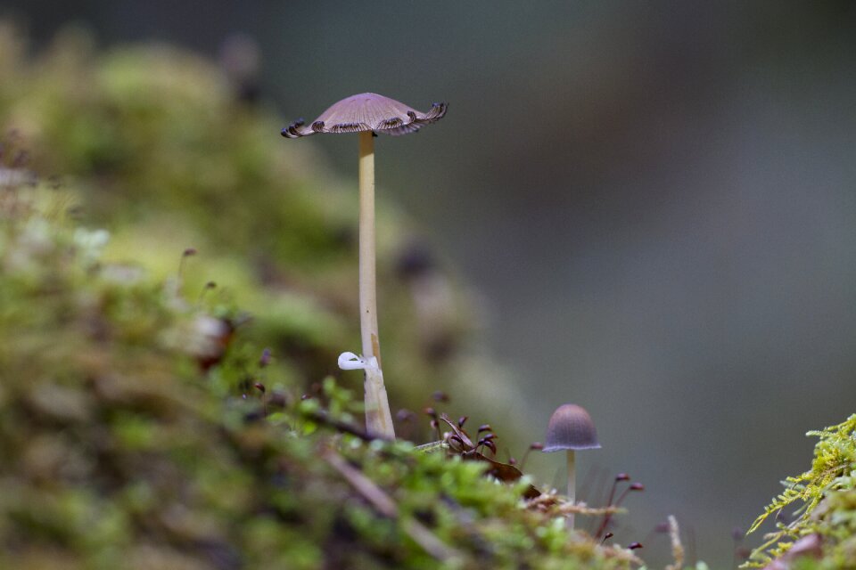 Mushroom moss sponge