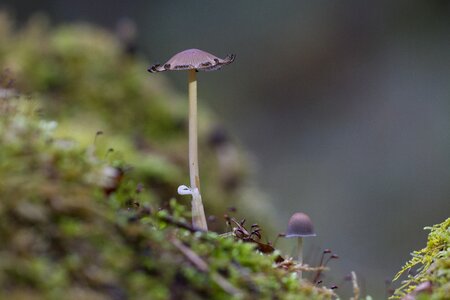 Mushroom moss sponge