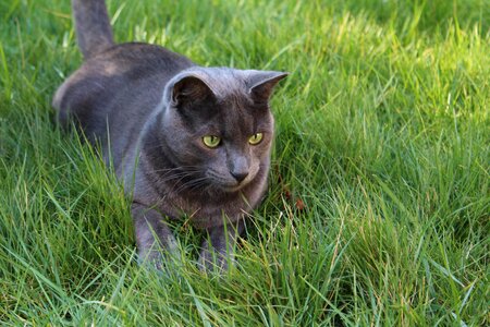 Grass cat hunting cat cat outside photo