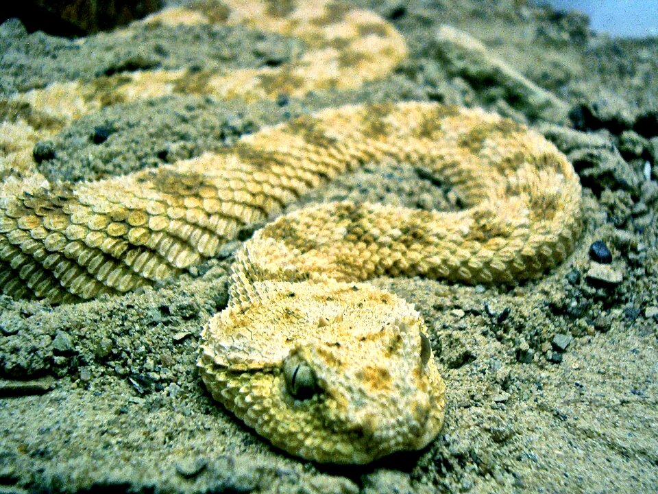Nature wild serpent