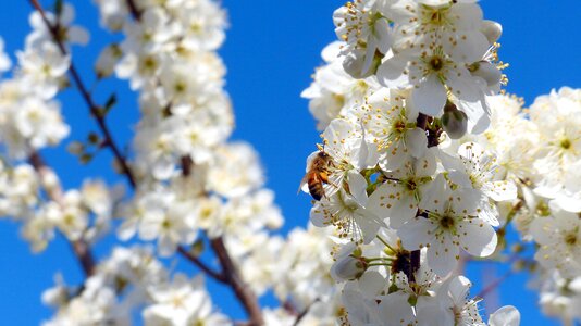 Blossoms insect honey bee