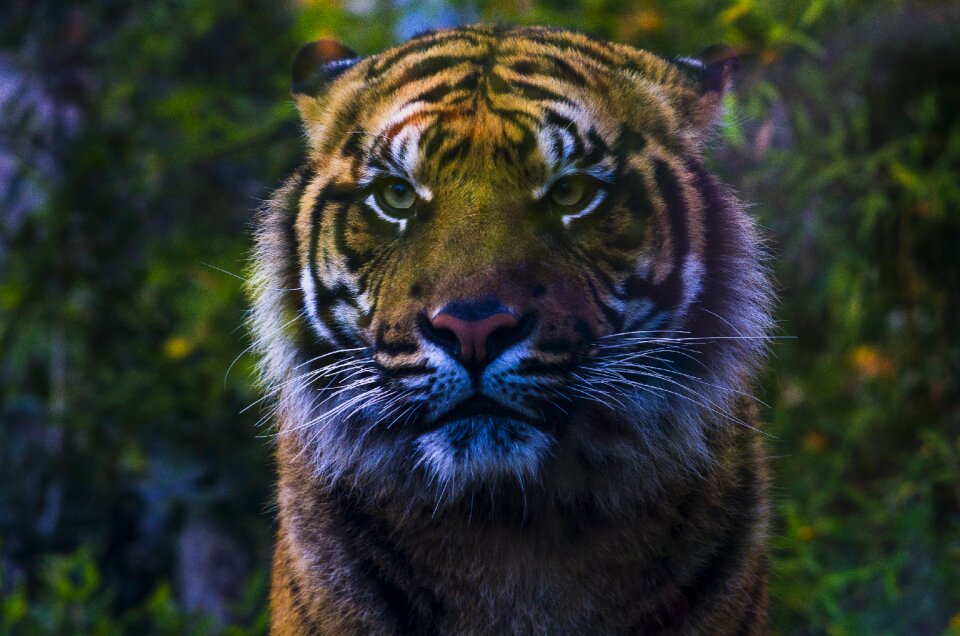 Feline look capture