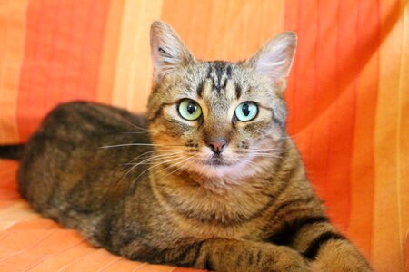 Tabby cat green cat eyes cat lying photo