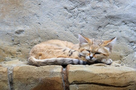 Wildcat zoo berlin