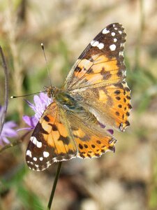 Vanessa cardui vanesa migrating dels cards