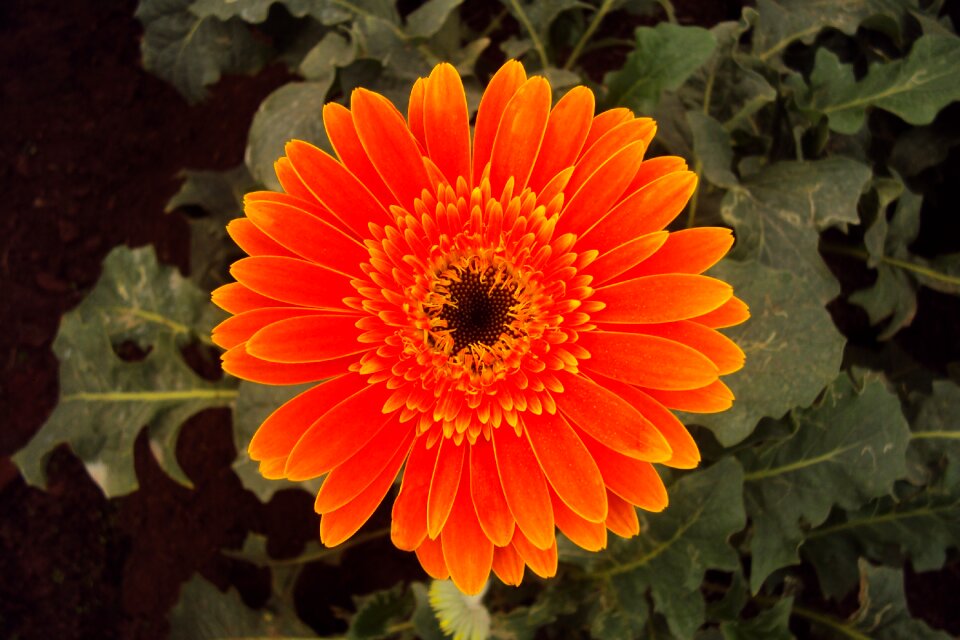 Flower daisy blossom