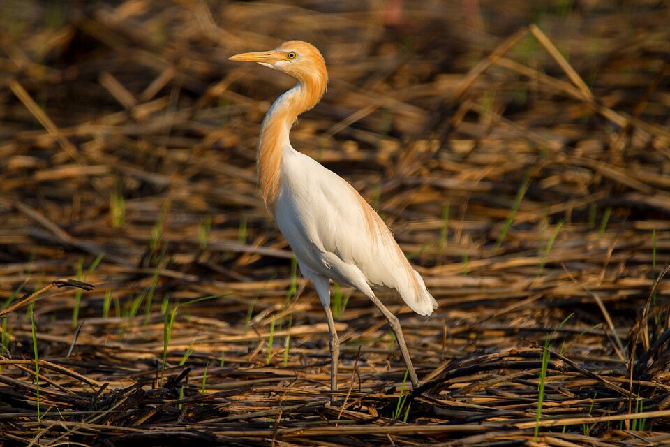 Bittern white phatthalung