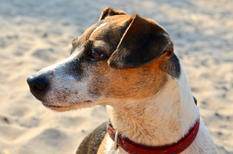Pet greyhound mammal