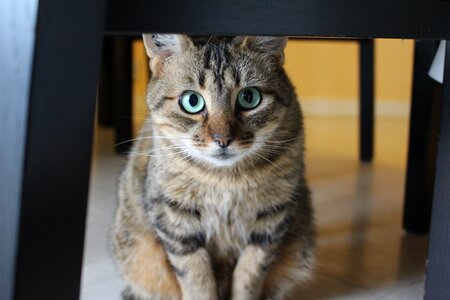 Cat tabby cat green cat eyes photo