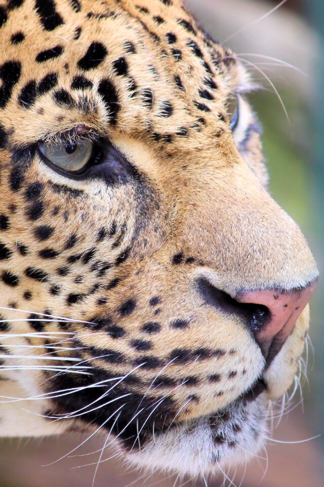 Berlin big cat hunter