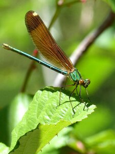 Calopteryx virgo damselfly winged insect