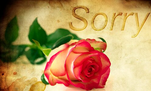 Red rose i beg your pardon sorry