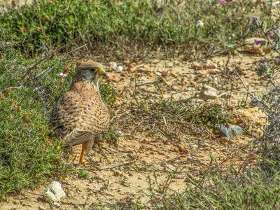 Hawk bird watching wildlife photo