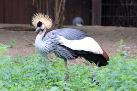 Bird headdress zoo
