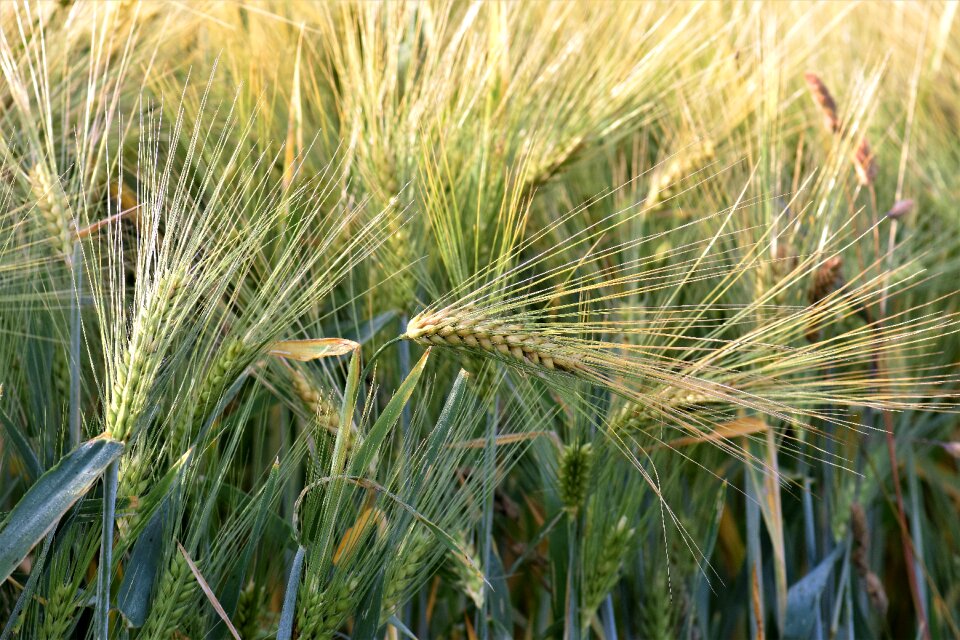 Fields cereals field
