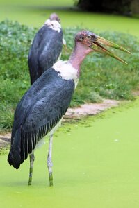 Scavengers animal world zoo