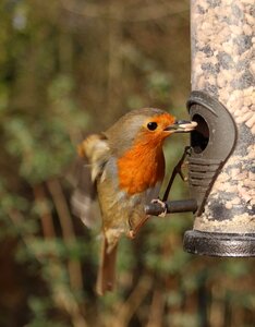 Bird flight birdwatching