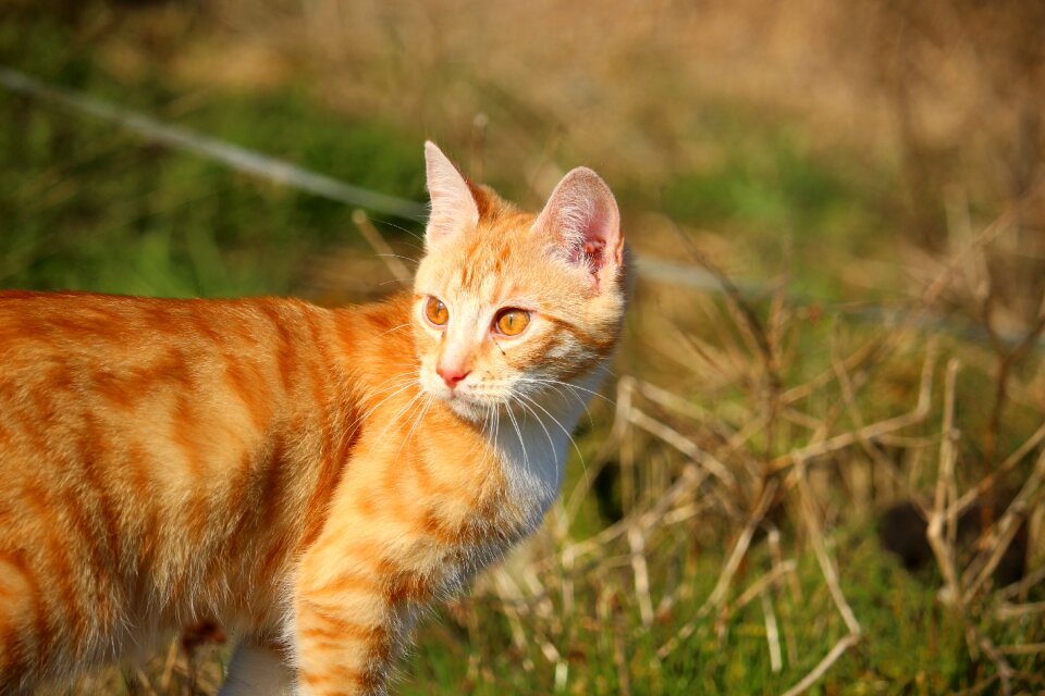 Cat baby red cat young cat