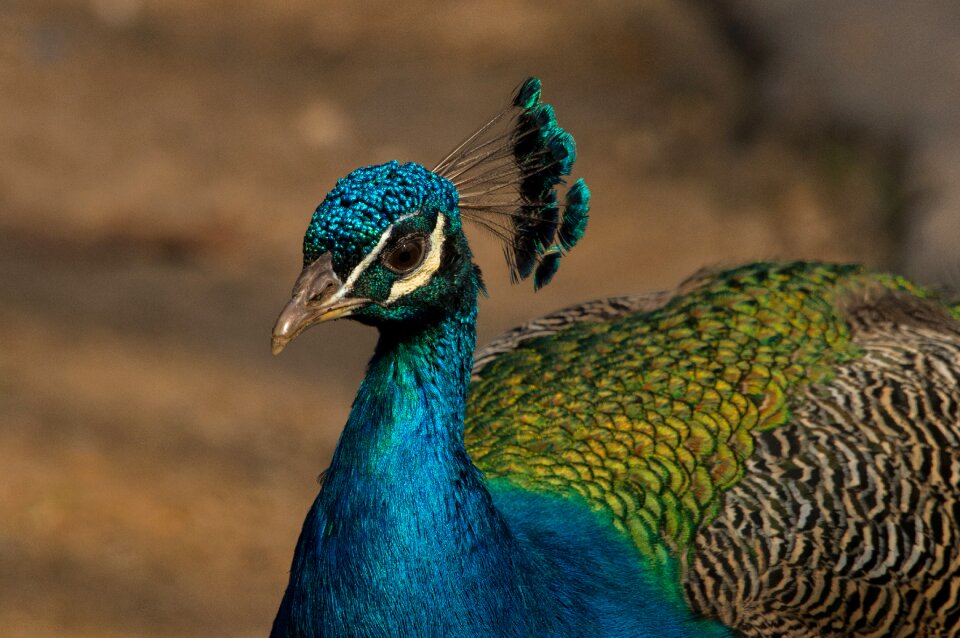 Animal feather blue