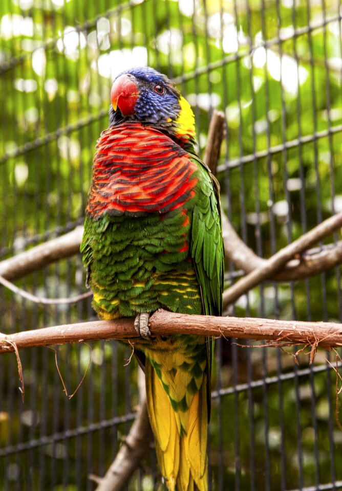 Bird colorful feather