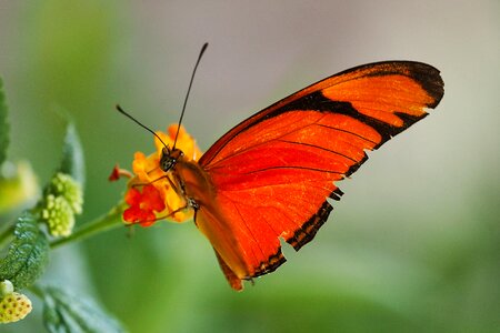 Animal flower butterflies photo