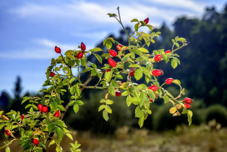 Wild rose fruit eatables