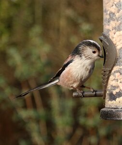 Longtailed small tailed