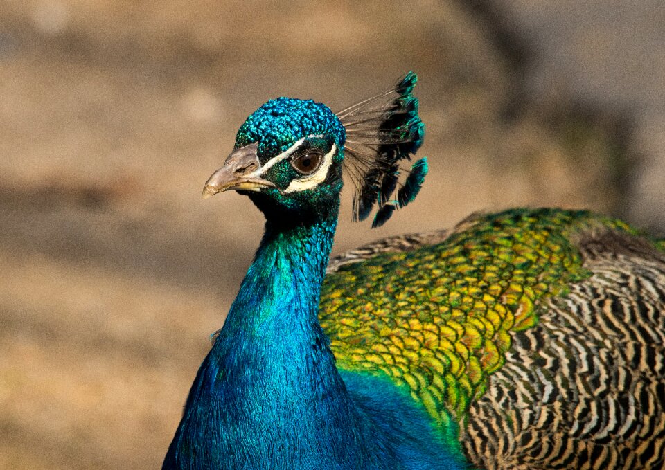 Animal feather blue