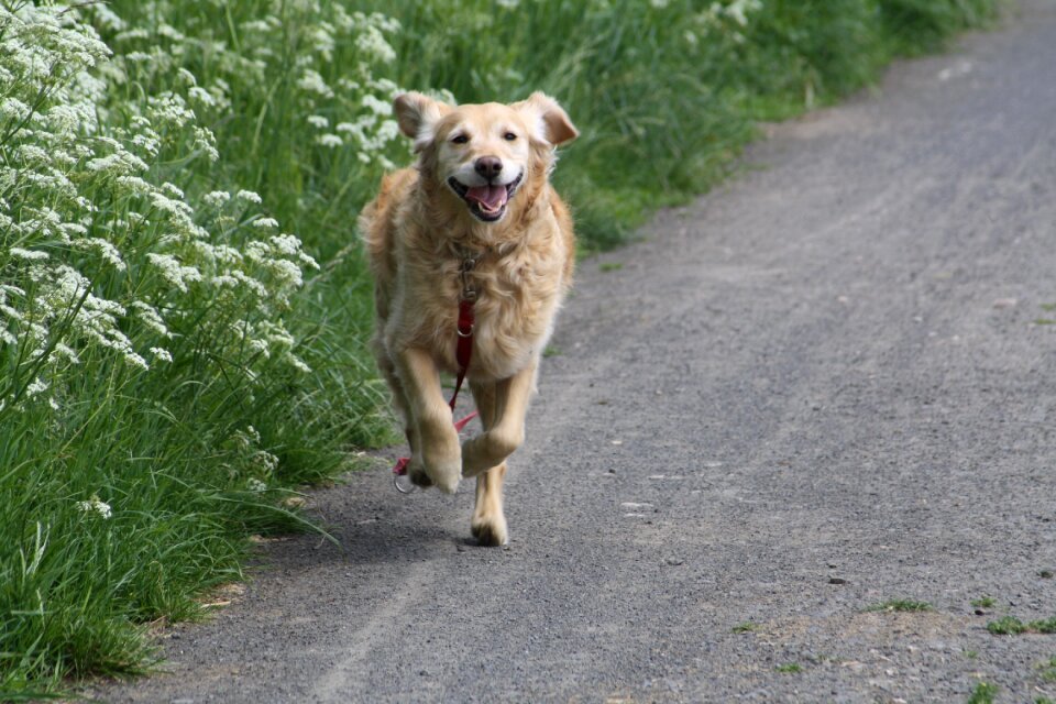 Golden retriever pet big dog