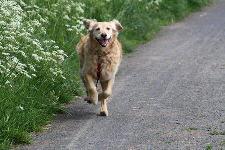 Golden retriever pet big dog photo