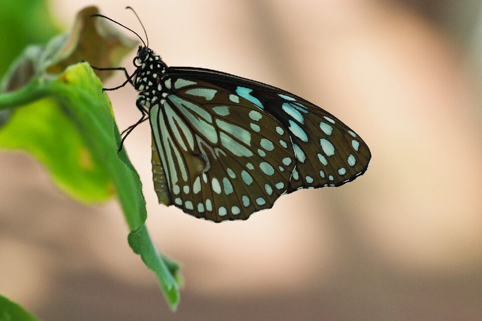 Colorful nature close up