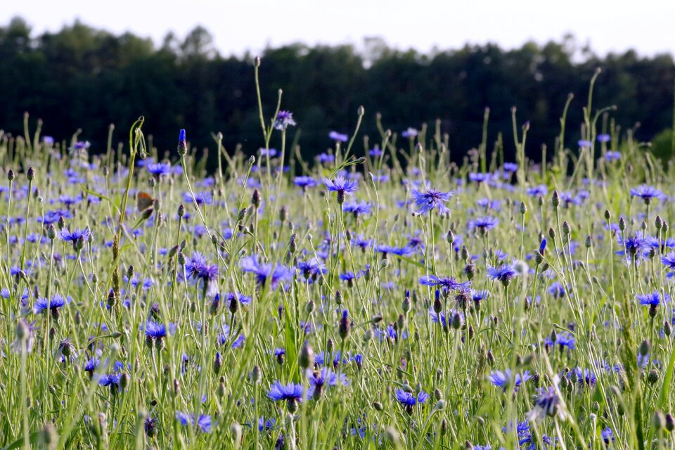 Meadow blue nature