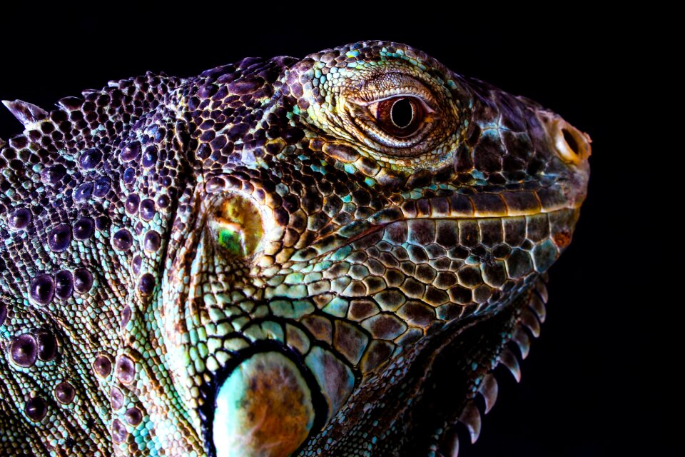 Animal exotic color