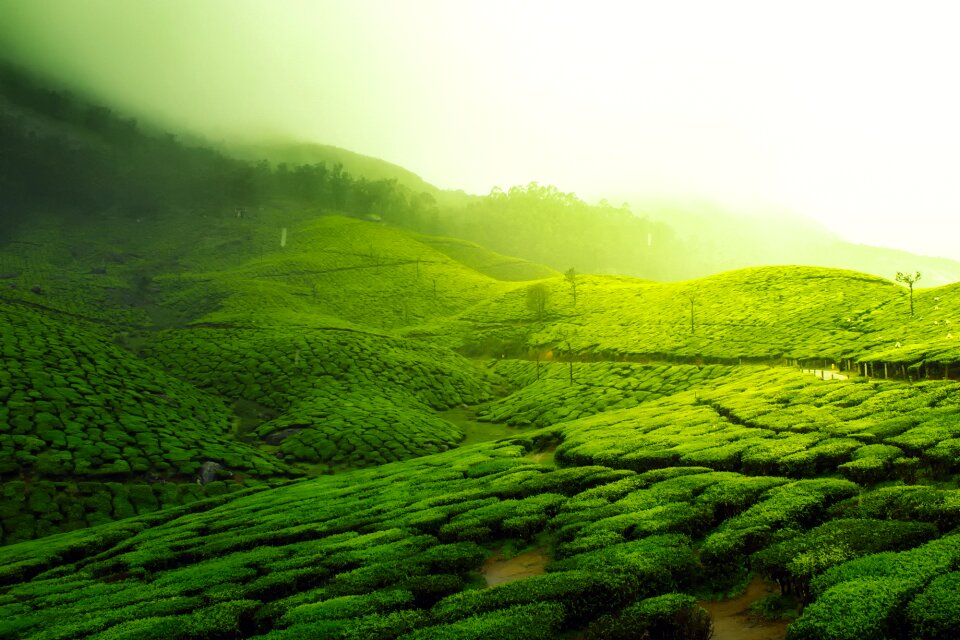 Greenery agriculture india