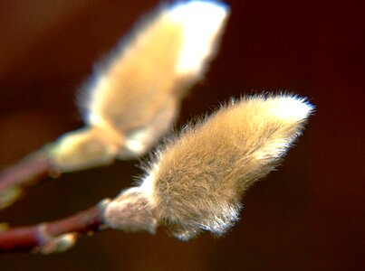 Bud fluffy hairy