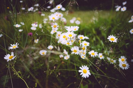 Chamomile color field photo