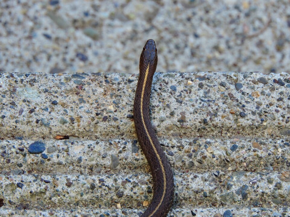 Reptile garter gray snake