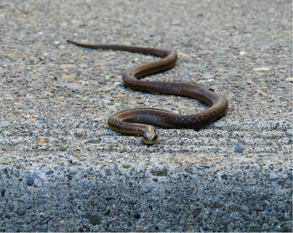Reptile garter gray snake