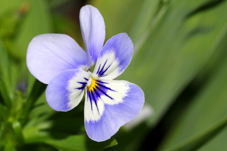 White violet garden