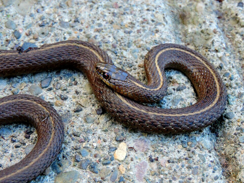 Reptile garter gray snake