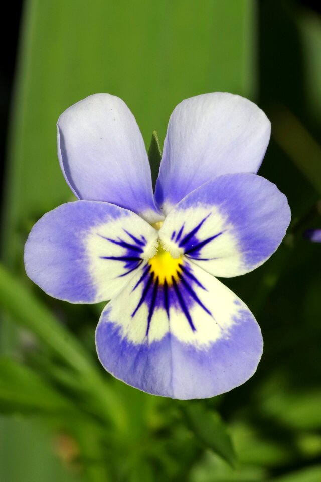 White violet garden