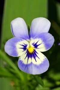 White violet garden