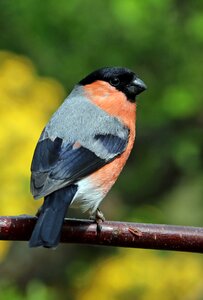 Colourful garden bird green birds